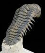 Flying Crotalocephalina Trilobite - Excellent Preservation #39788-3